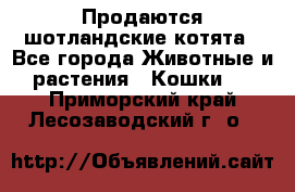 Продаются шотландские котята - Все города Животные и растения » Кошки   . Приморский край,Лесозаводский г. о. 